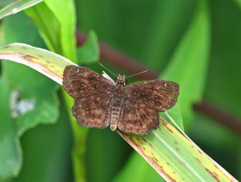 Hayhurst's Scallopwing